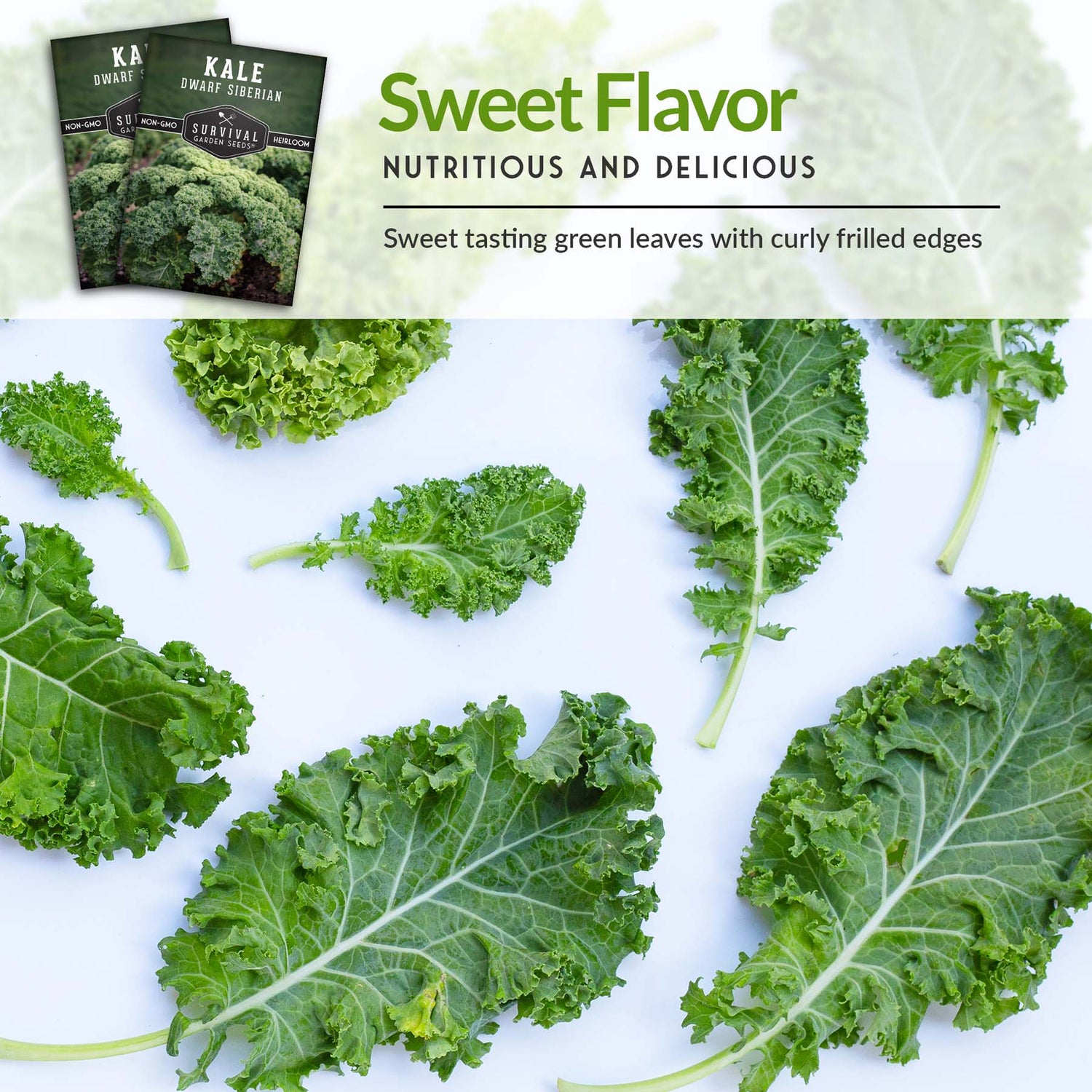 Dwarf Siberian Kale Seeds for Planting – Compact Heirloom Baby Kale, Cold Hardy & Heat Tolerant, Non-GMO Greens for Containers, Raised Beds & Small Gardens