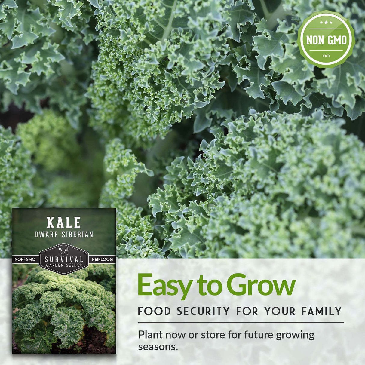 Dwarf Siberian Kale Seeds for Planting – Compact Heirloom Baby Kale, Cold Hardy & Heat Tolerant, Non-GMO Greens for Containers, Raised Beds & Small Gardens