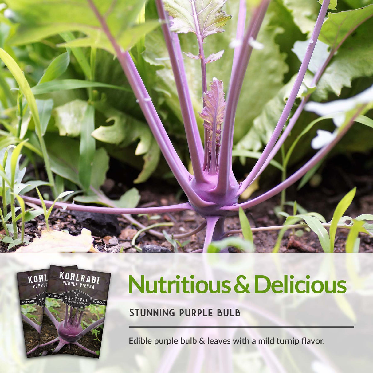 Purple Vienna Kohlrabi Seed 2025