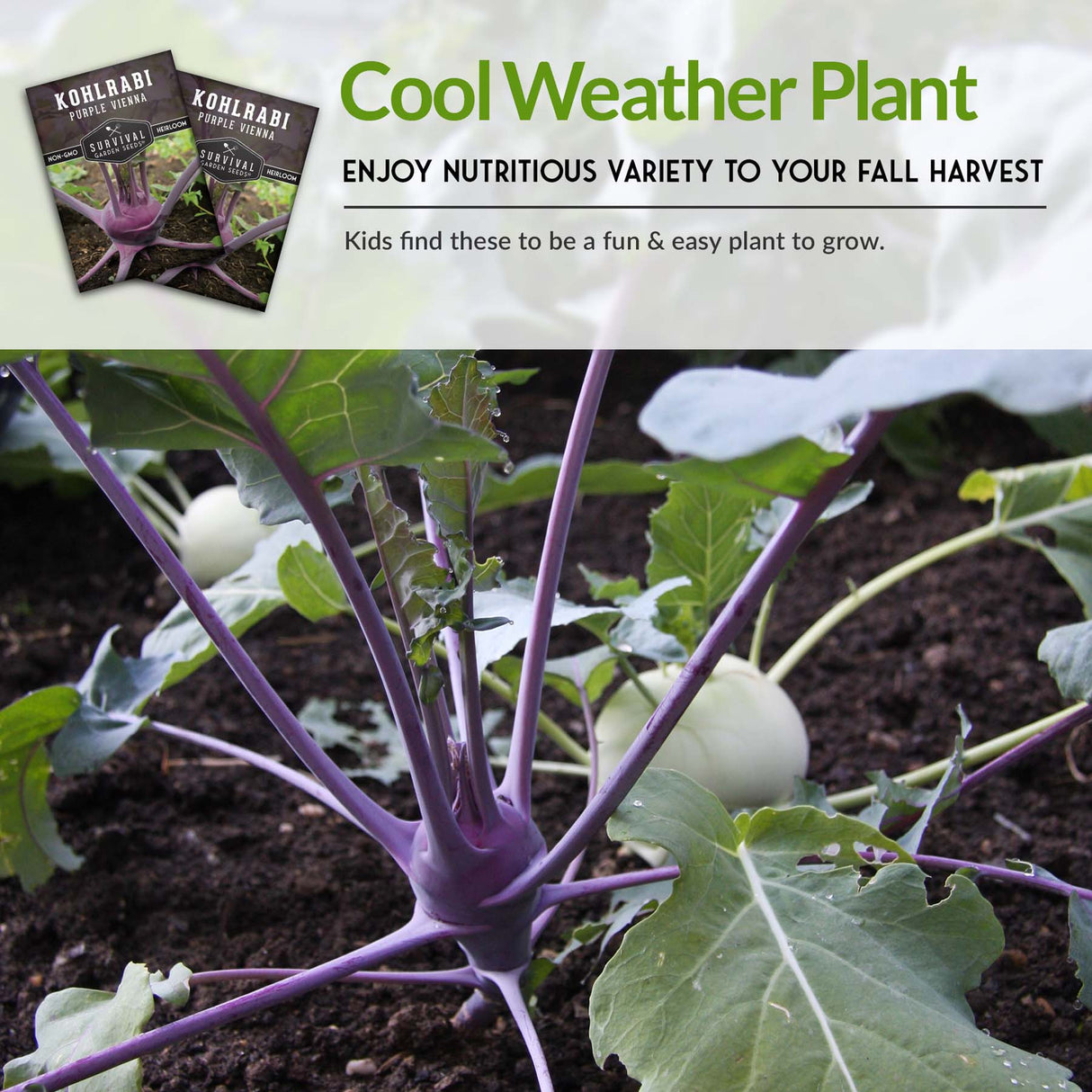 Purple Vienna Kohlrabi Seed 2025