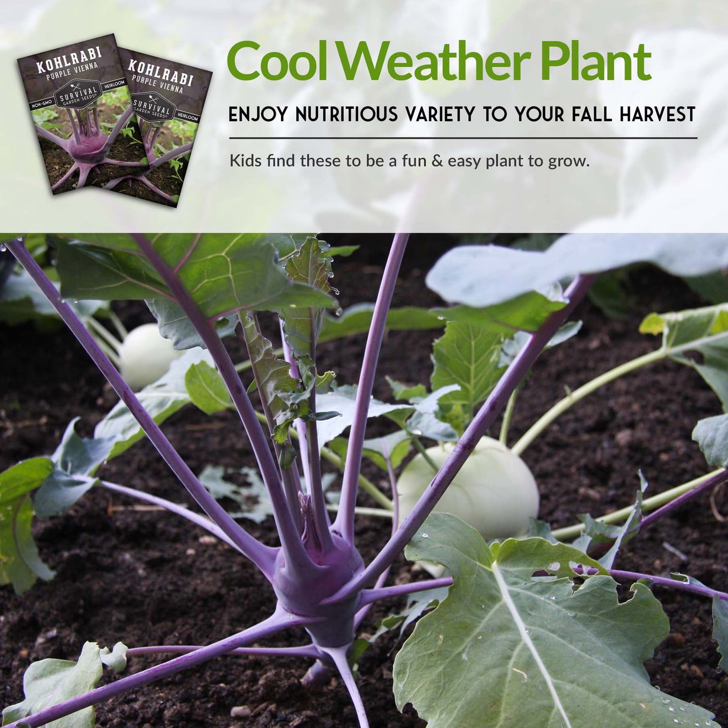 Purple Vienna Kohlrabi Seed 2025