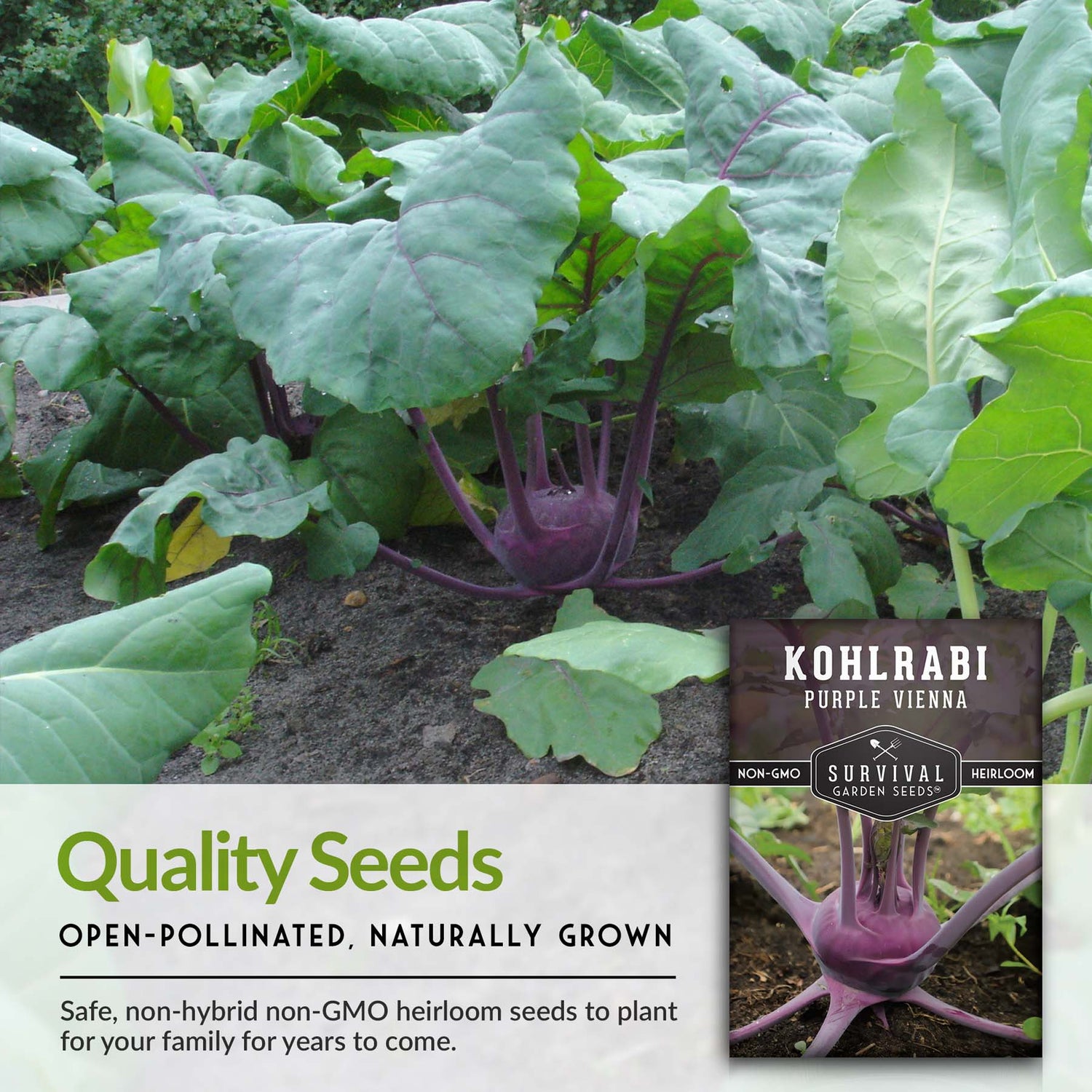 Purple Vienna Kohlrabi Seed 2025
