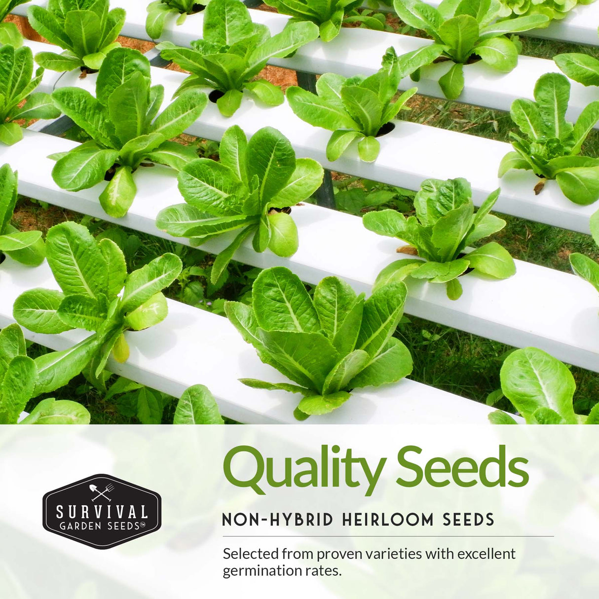 Quality non-hybrid heirloom seeds