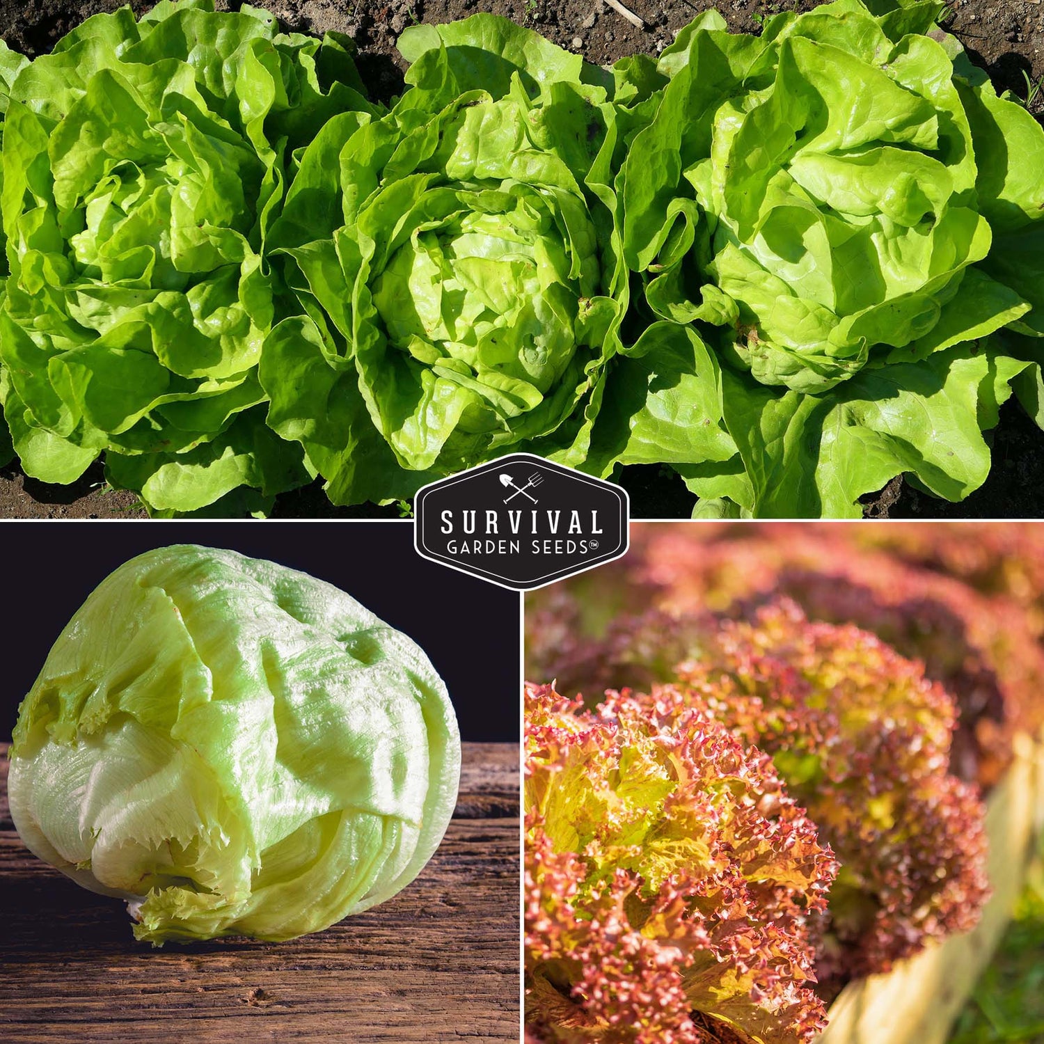3 heirloom lettuce varieties for planting