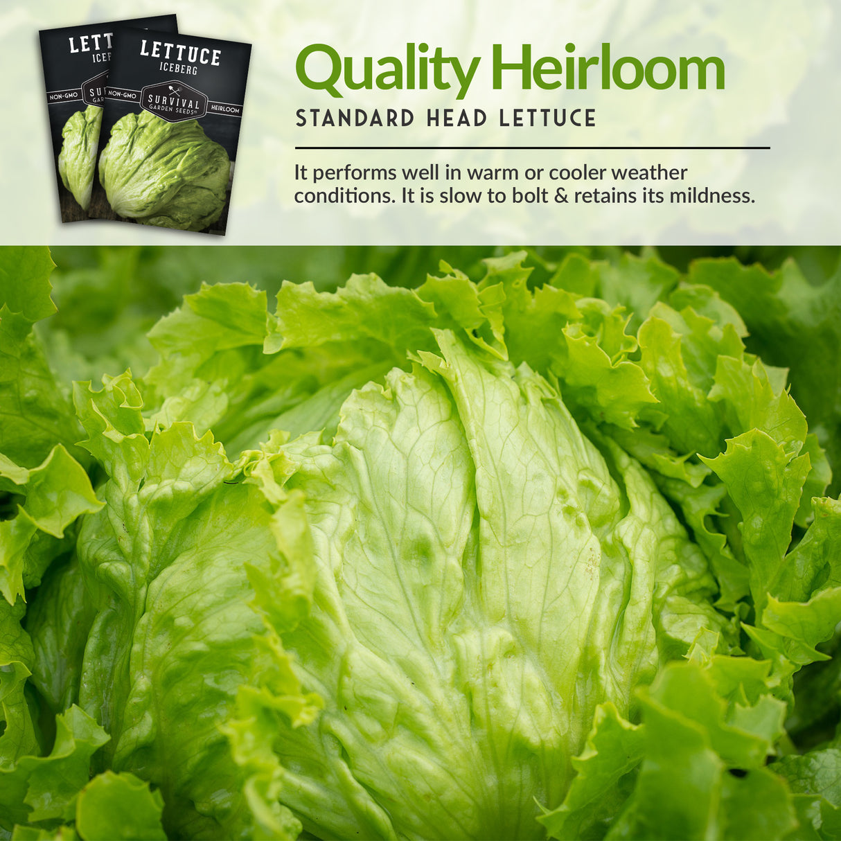 Iceberg Lettuce Seed