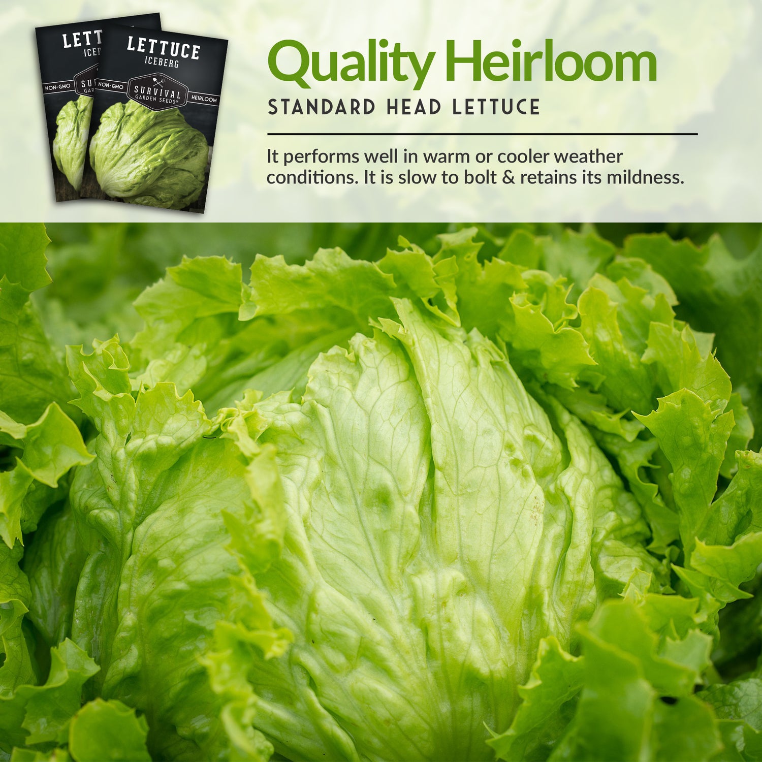Iceberg Lettuce Seed