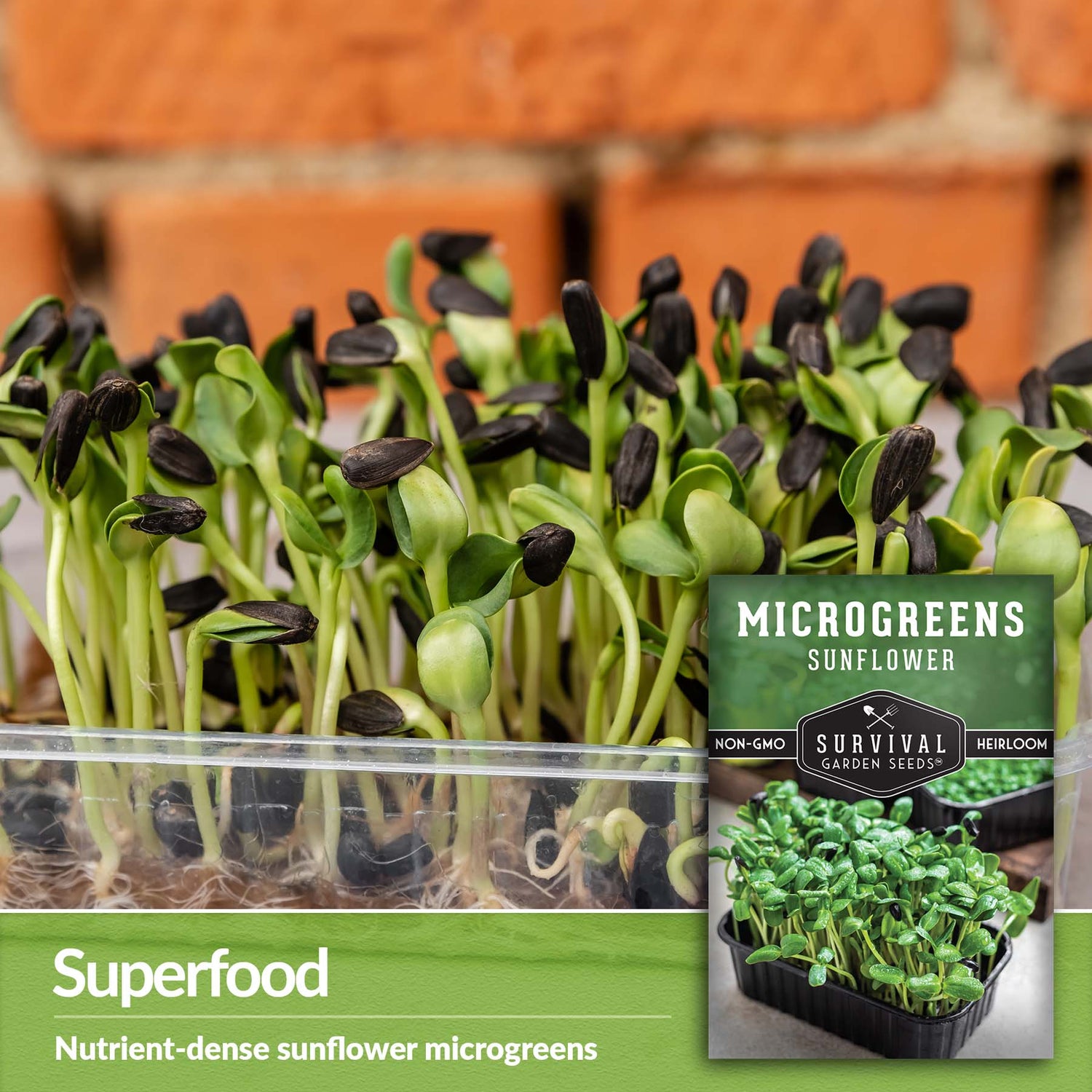 Sunflower Microgreens are a nutrient dense super food