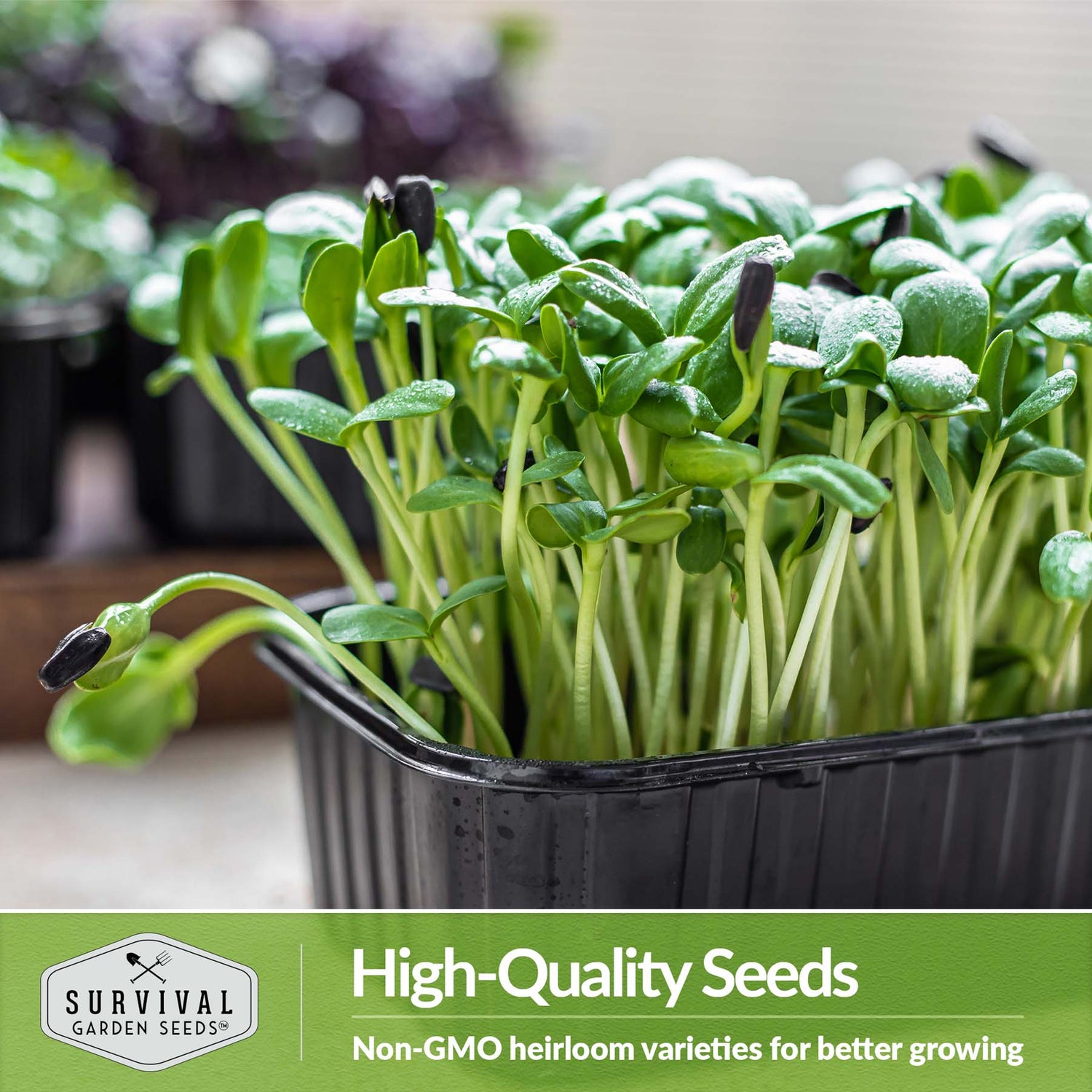 Non-GMO Heirloom seeds for better sprouting