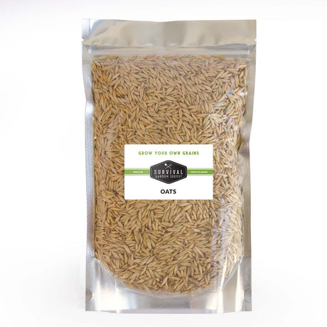 Bulk Oat seeds for planting