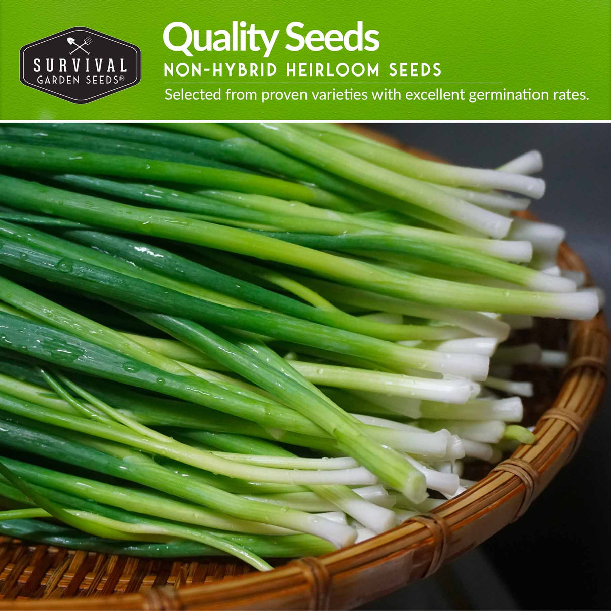 Quality non-hybrid heirloom onion seeds