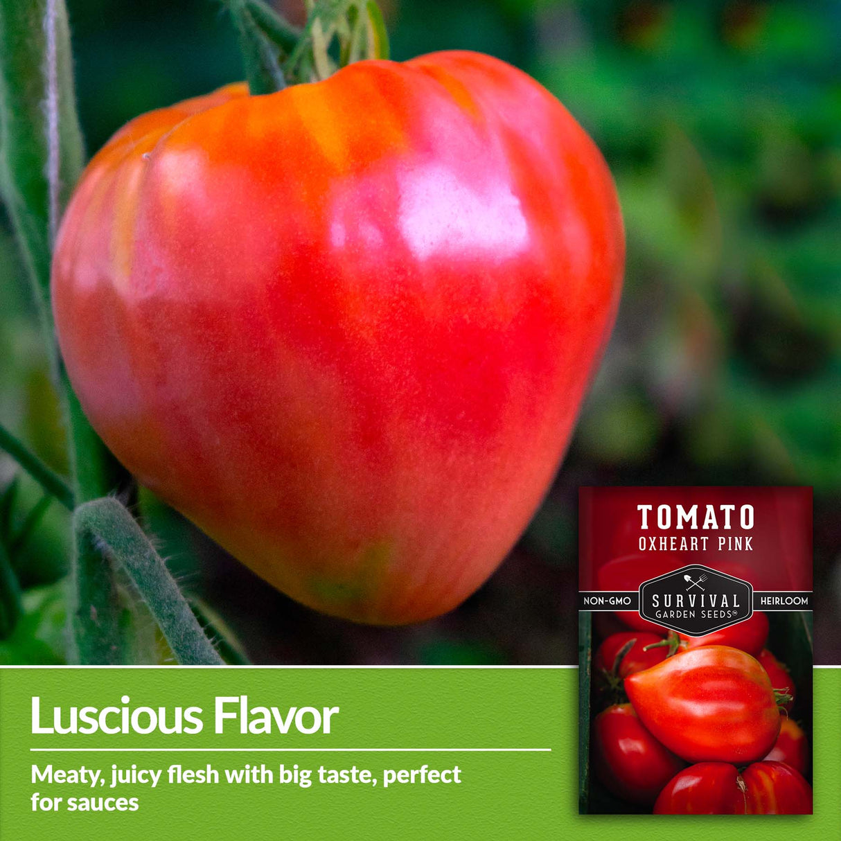 Oxheart Pink tomatoes have meaty juicy flesh with big taste, perfect for sauces