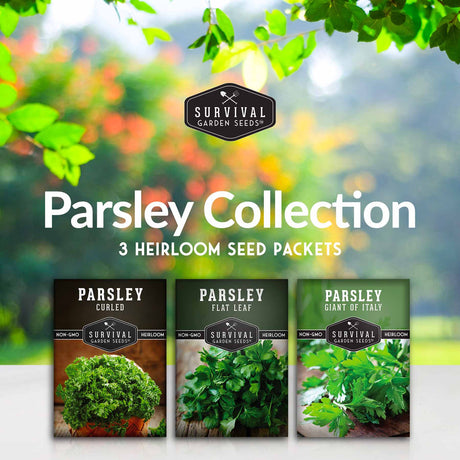 Parsley Collection- 3 heirloom varieties of parsley