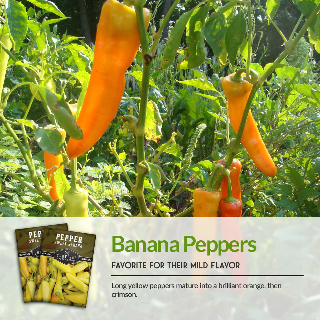 Sweet Banana Pepper Seed