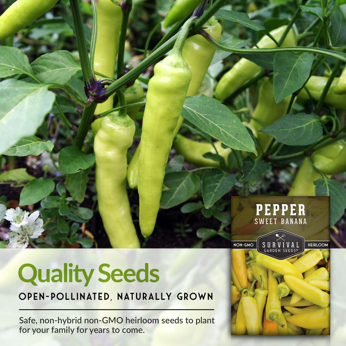 Sweet Banana Pepper Seed