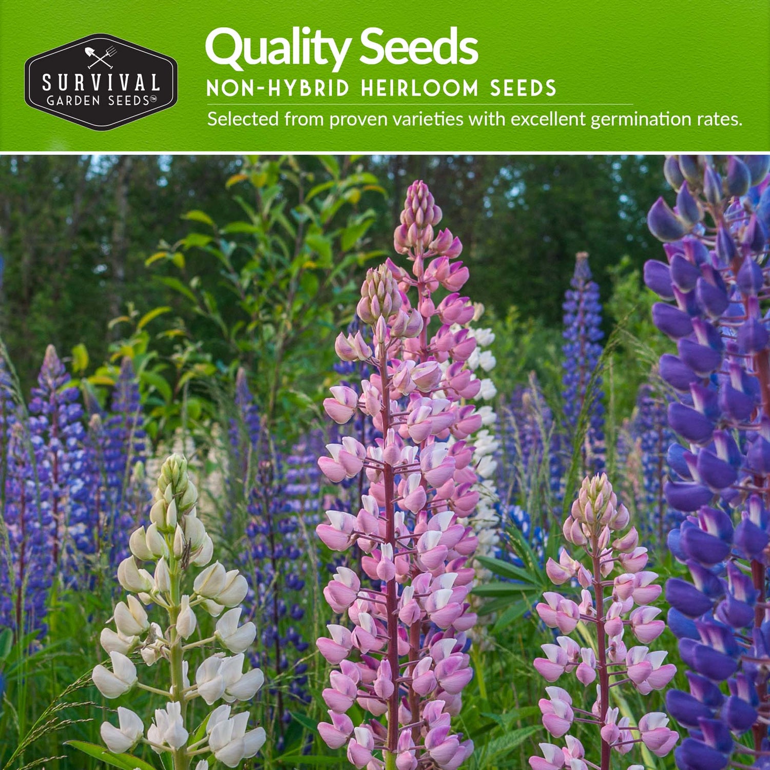 Quality flower seeds