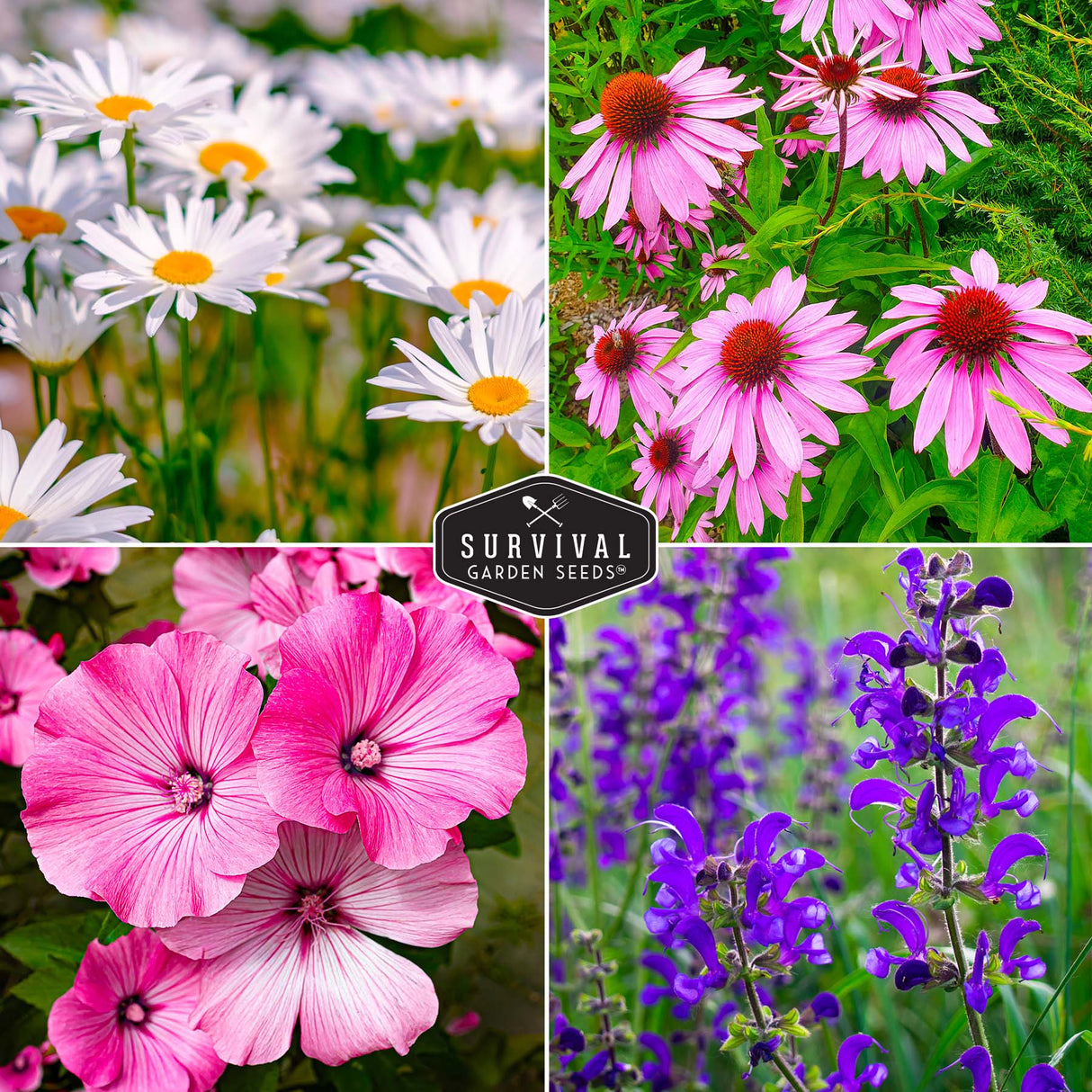 Perennial flowers