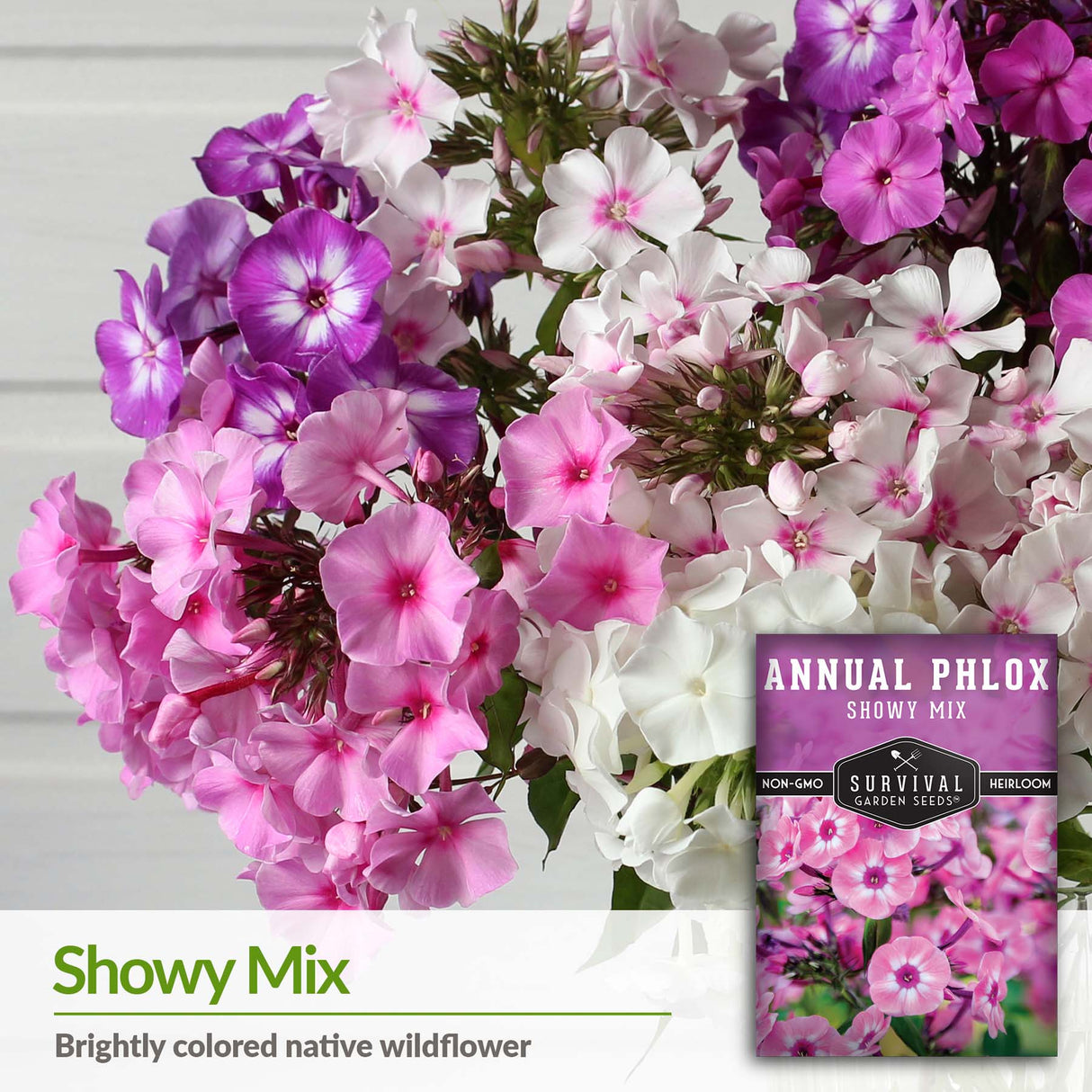 Phlox is a brightly colored native wildflower