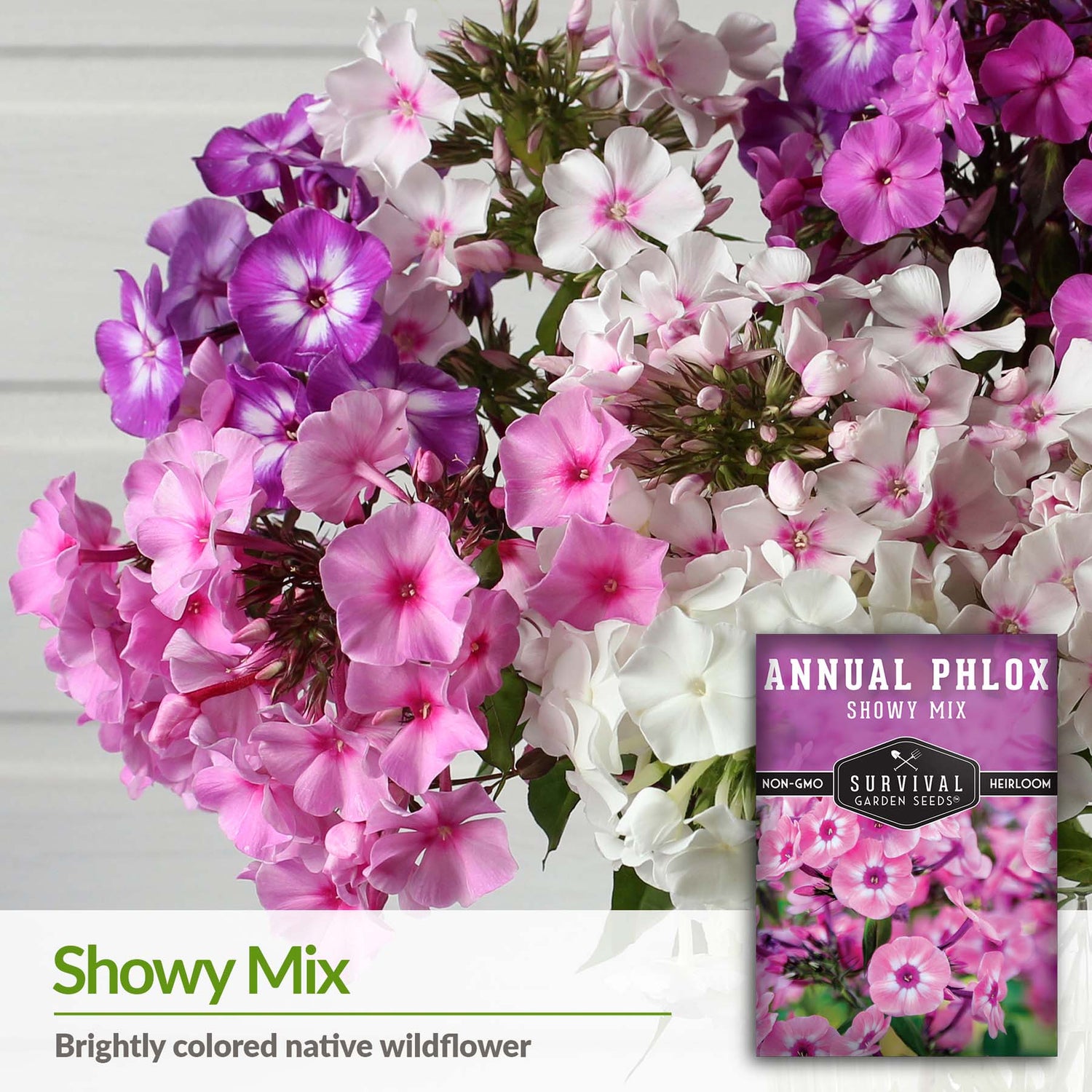 Phlox is a brightly colored native wildflower