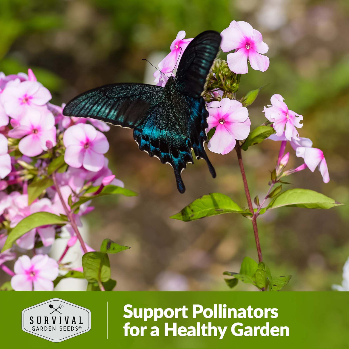 Support pollinators for a healthy garden