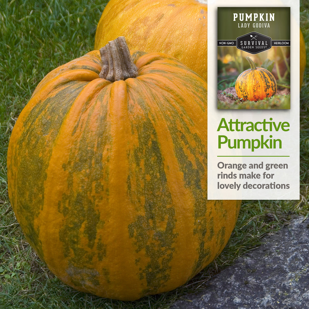 Lady Godiva Pumpkin Seed