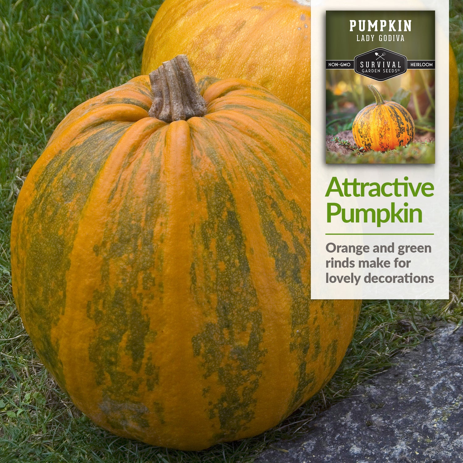 Lady Godiva Pumpkin Seed