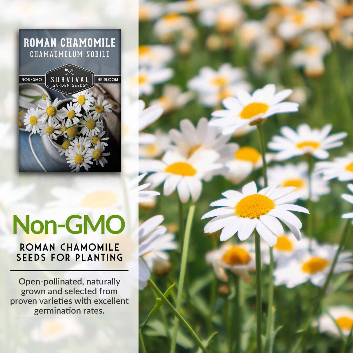 Non-GMO Roman Chamomile