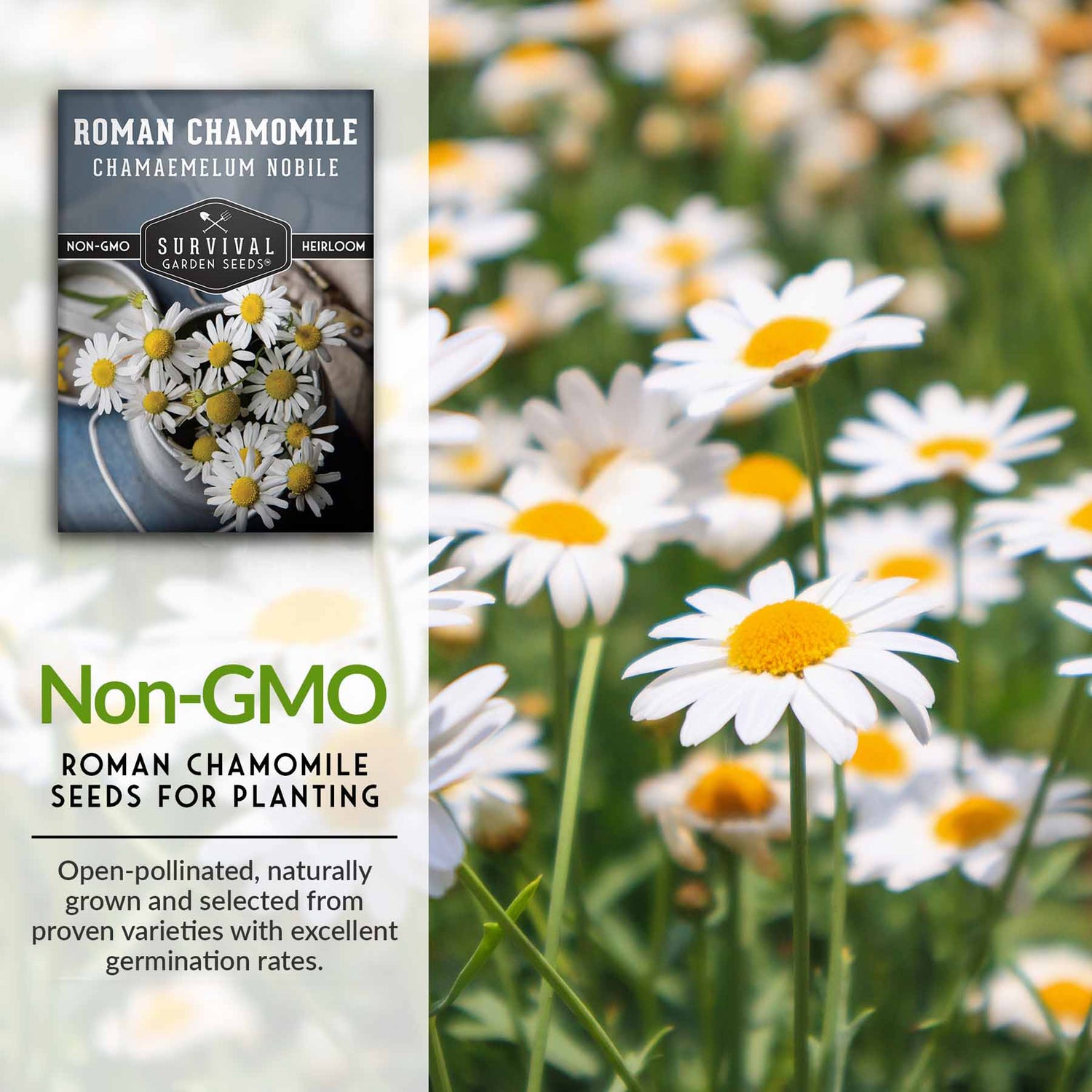Non-GMO Roman Chamomile