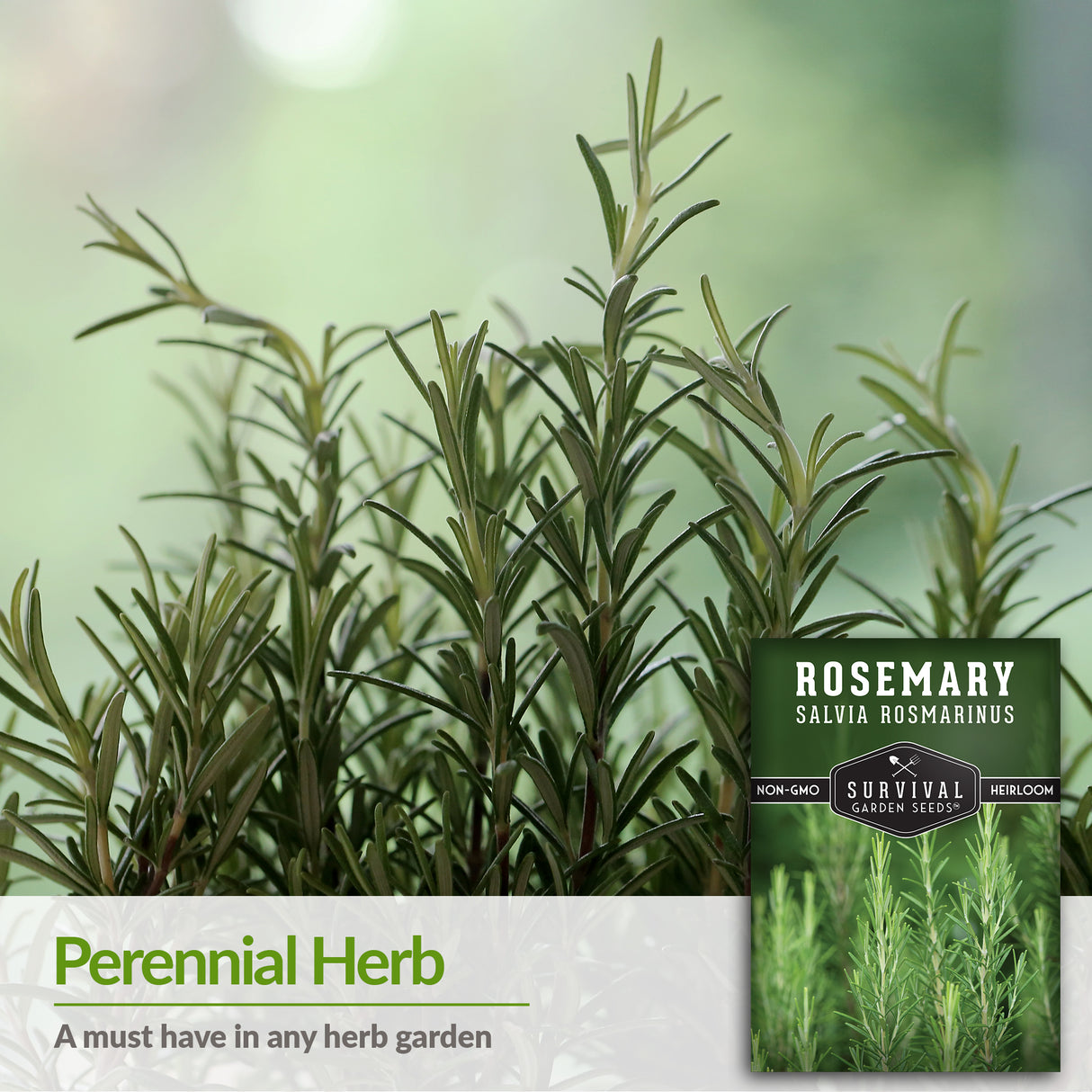 Rosemary Herb Seed 2025
