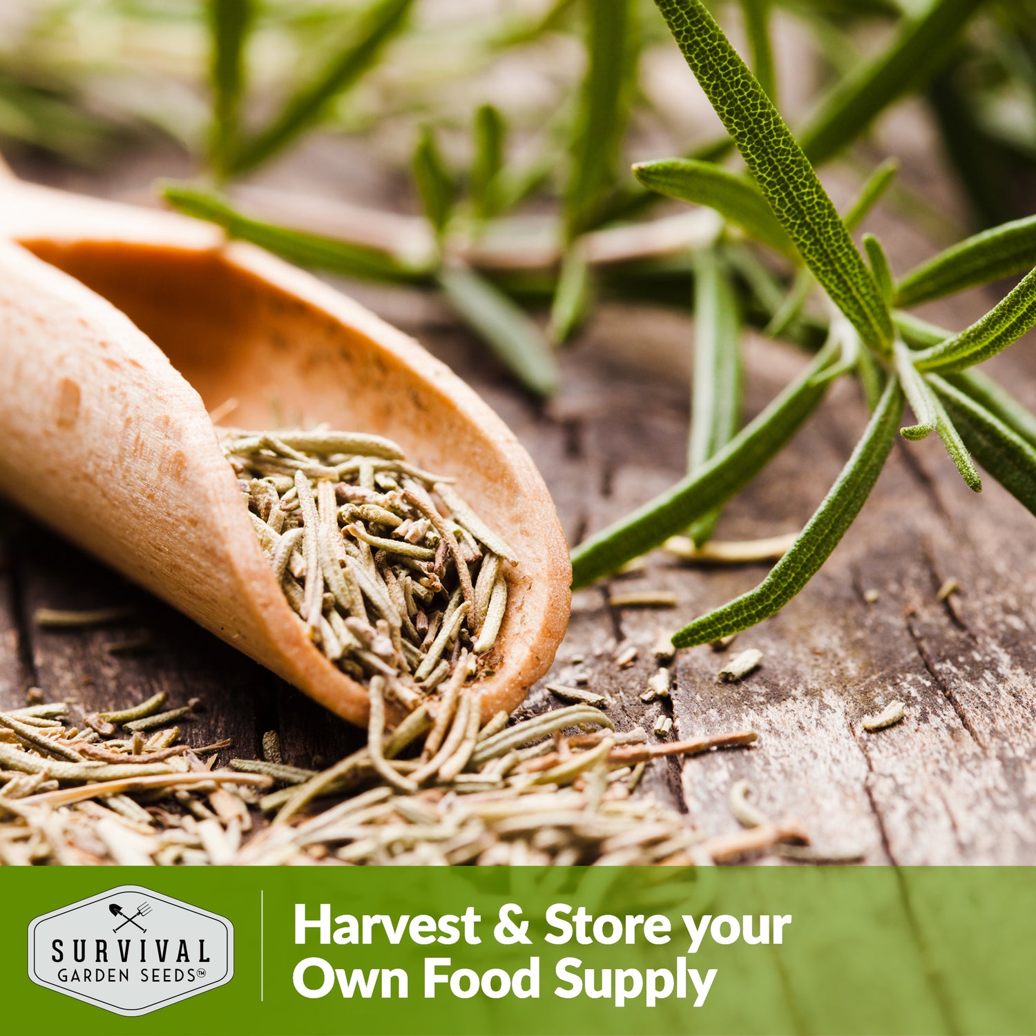 Rosemary Herb Seed 2025