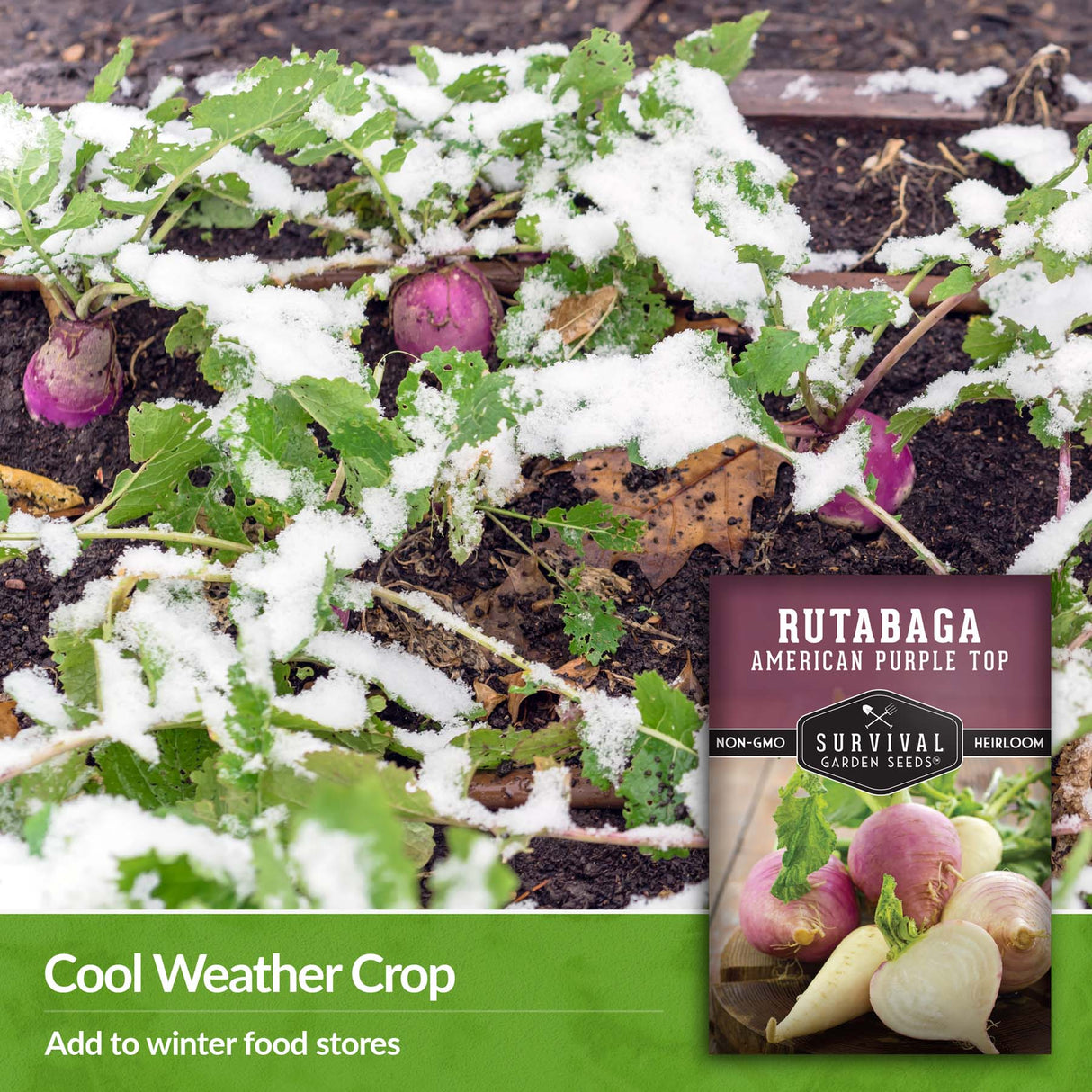 American Purple Top Rutabaga are a cool weather crop