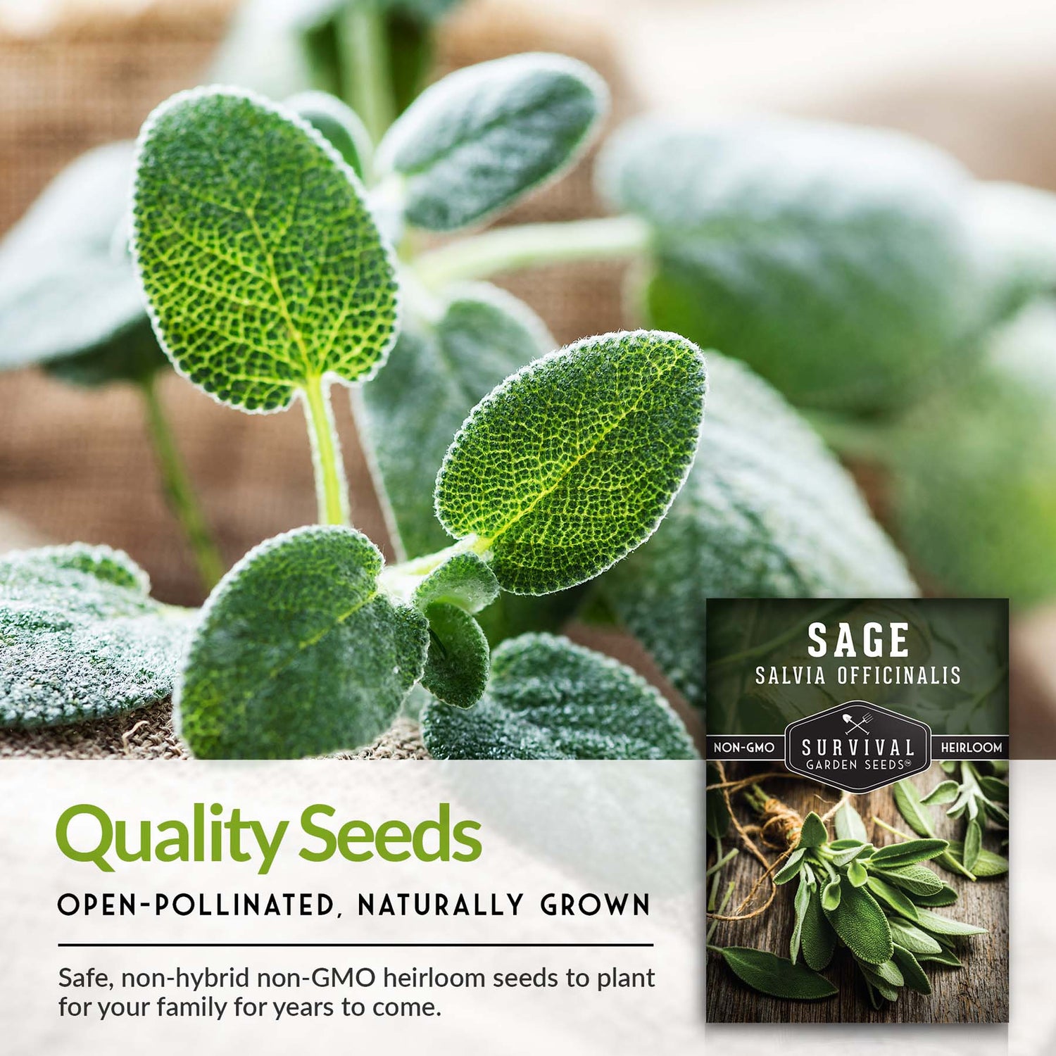 Culinary Sage Seed
