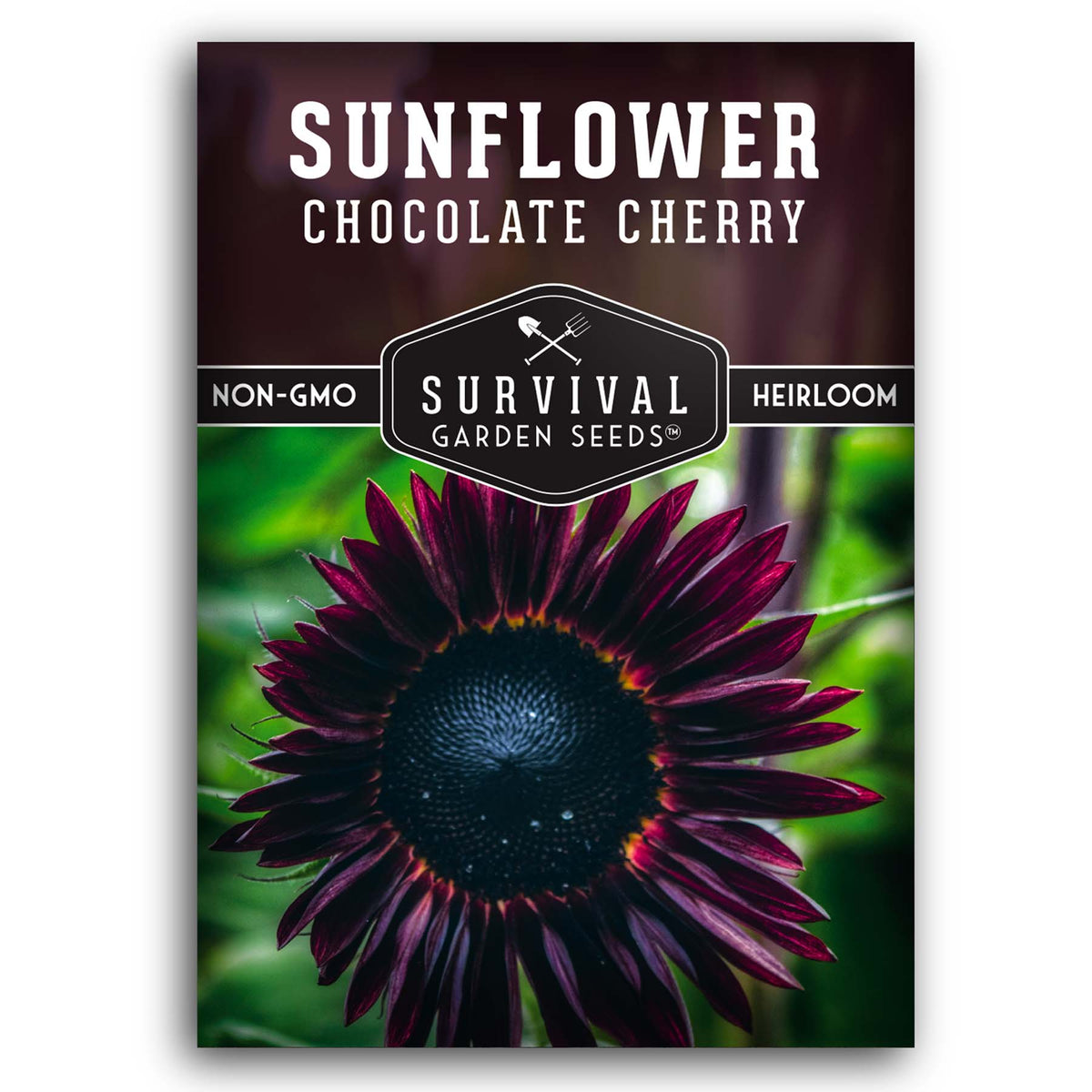 Chocolate Cherry Sunflower Seeds – SurvivalGardenSeeds