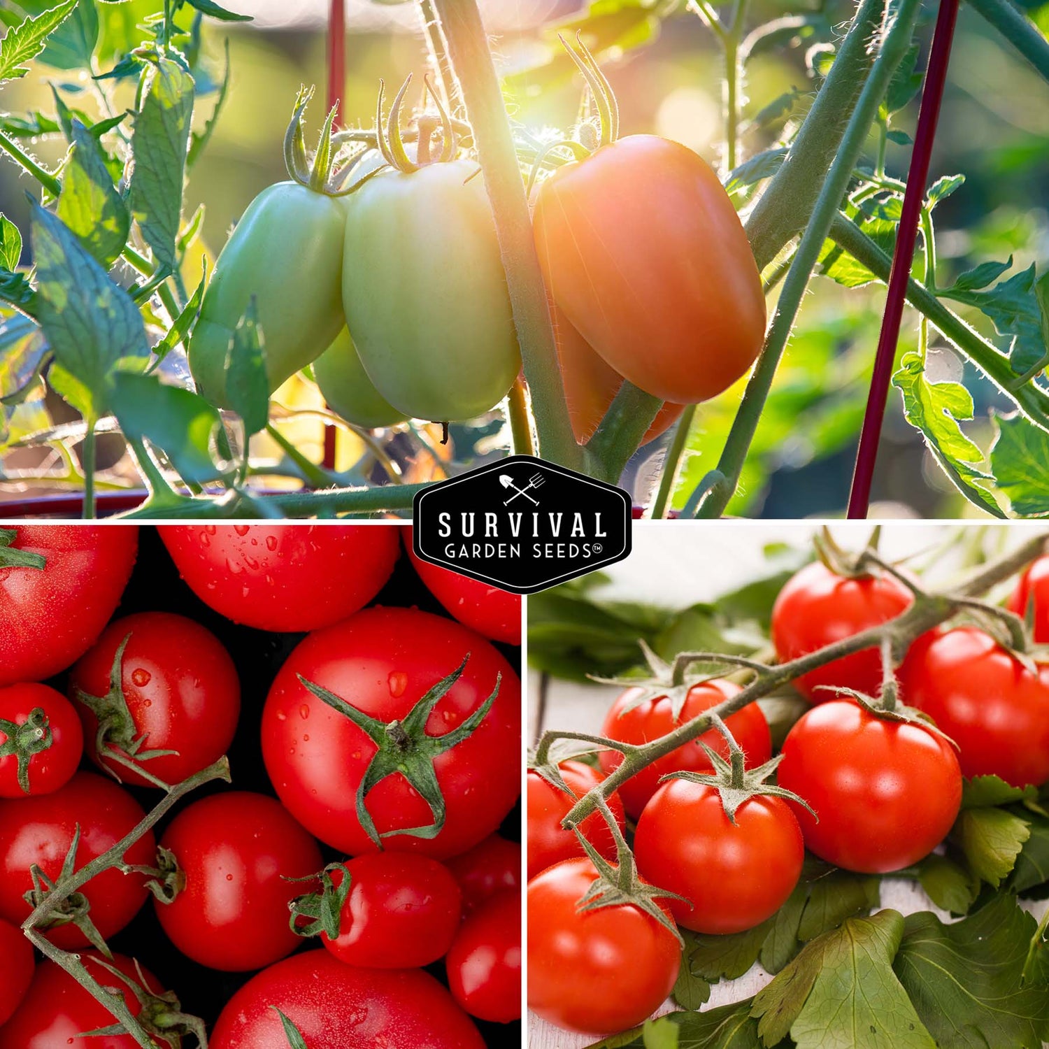 Heirloom tomato seeds