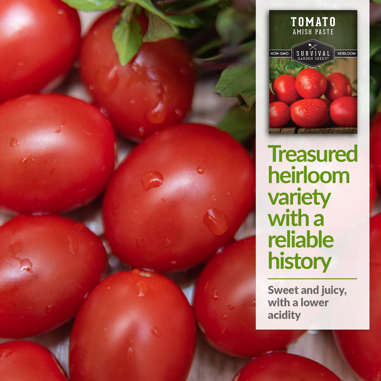 Amish Paste Tomato Seed