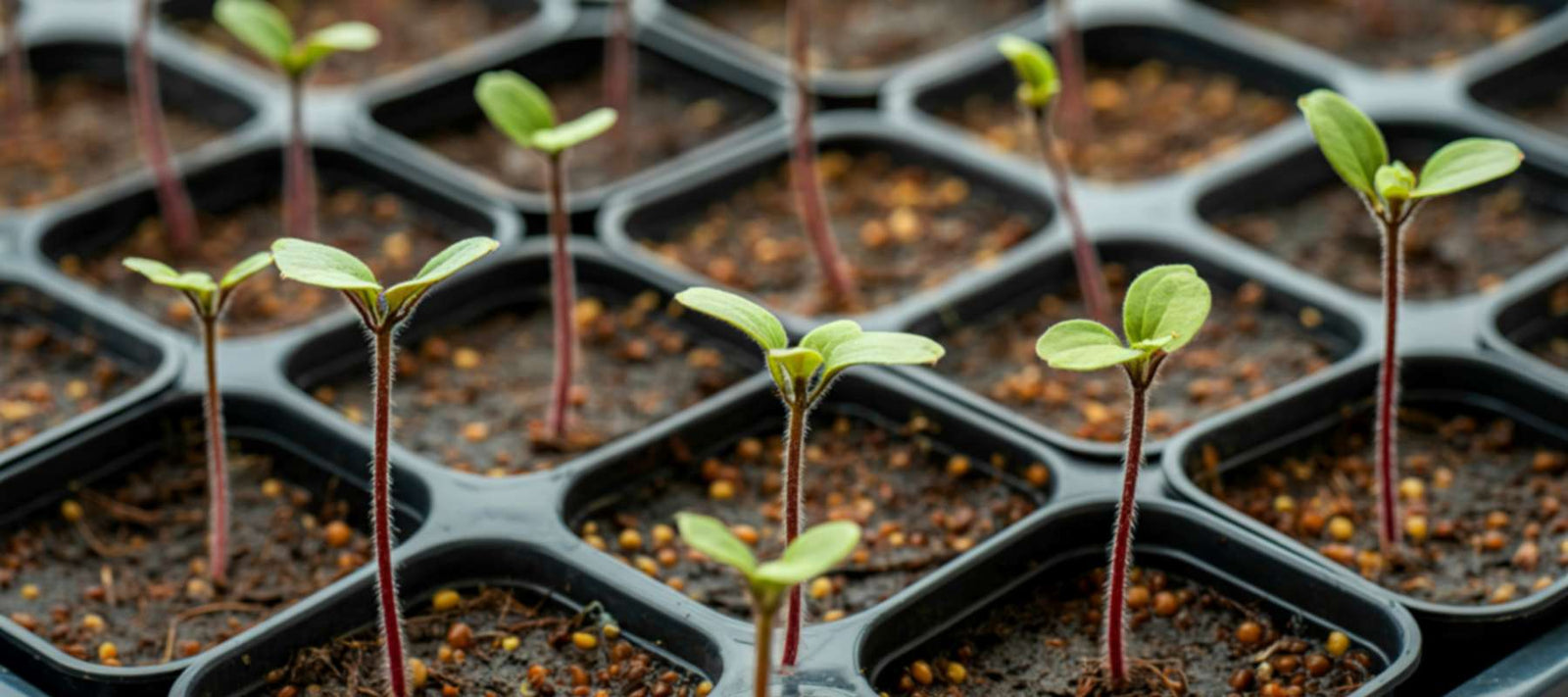 The Early Bird’s Garden: 4 Things You Must Do This February