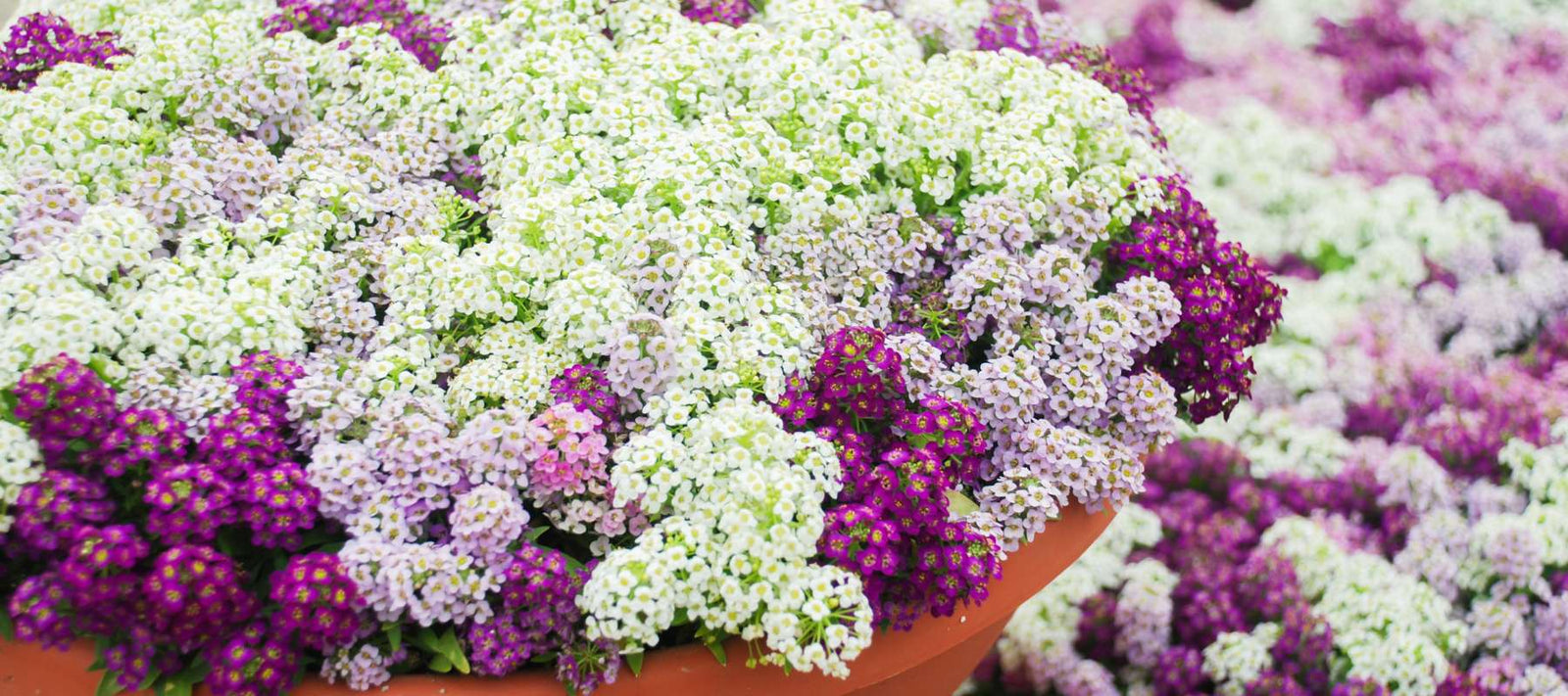 Fragrant & Easy Ground Cover: Growing Alyssum for Beauty & Pollinators