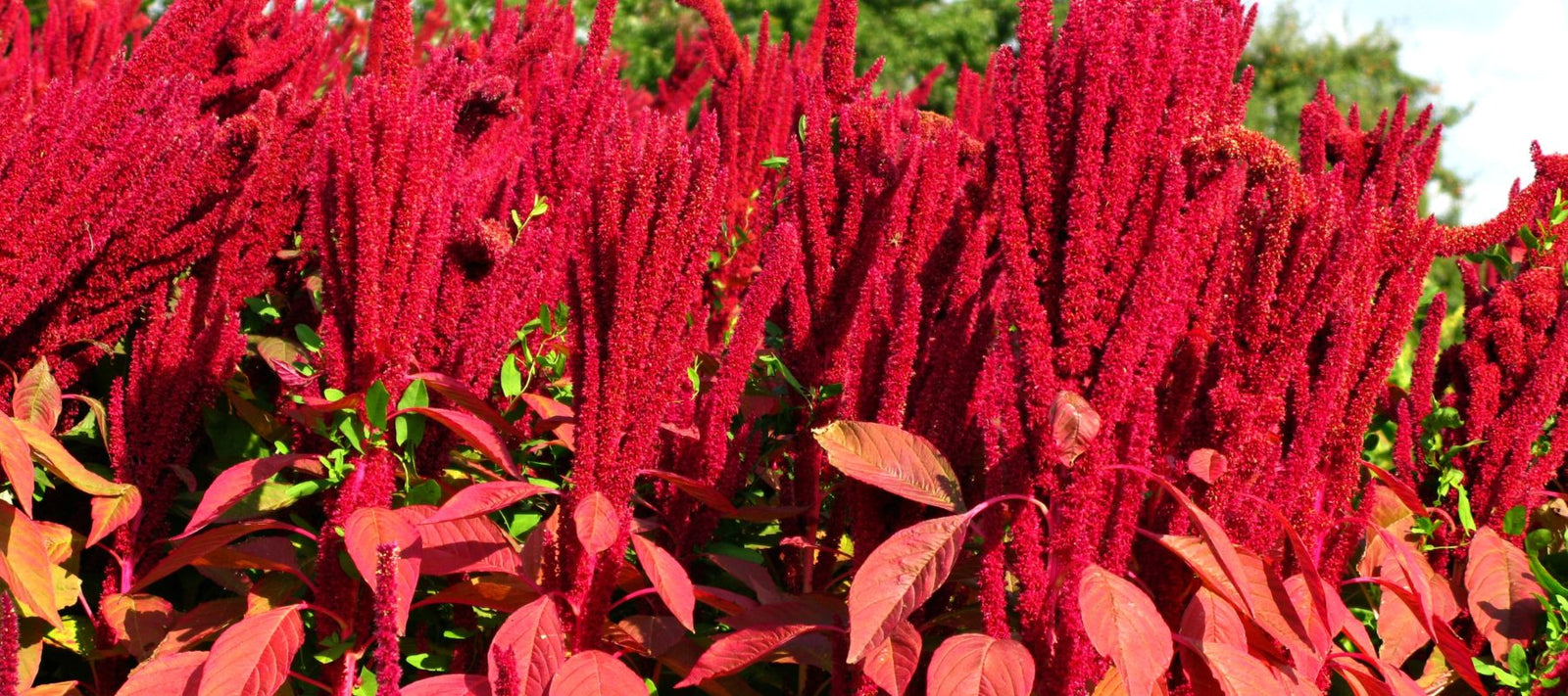 Amaranth: A Powerhouse Plant for the Survival Gardener 