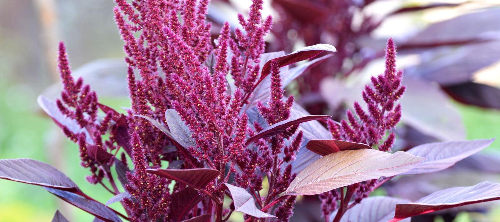 How to Grow Amaranth From Seed