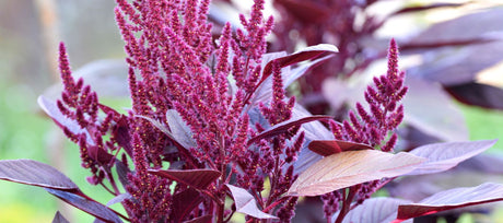 How to Grow Amaranth From Seed