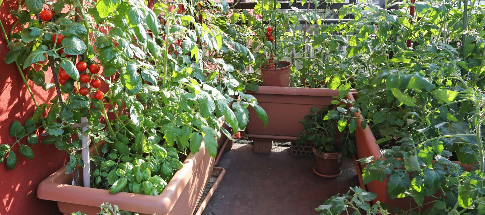 Black Friday Deal: Balcony Garden Mini Set