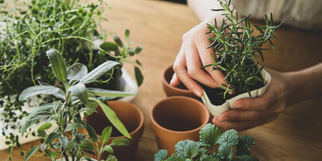 Apartment Gardening 101: Small Space, Big Harvest