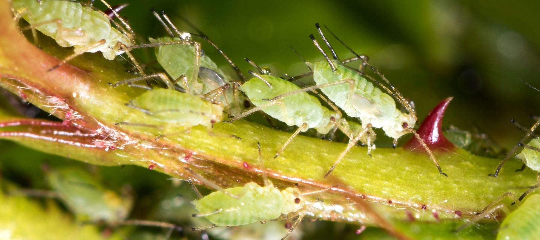 How to get rid of aphids naturally
