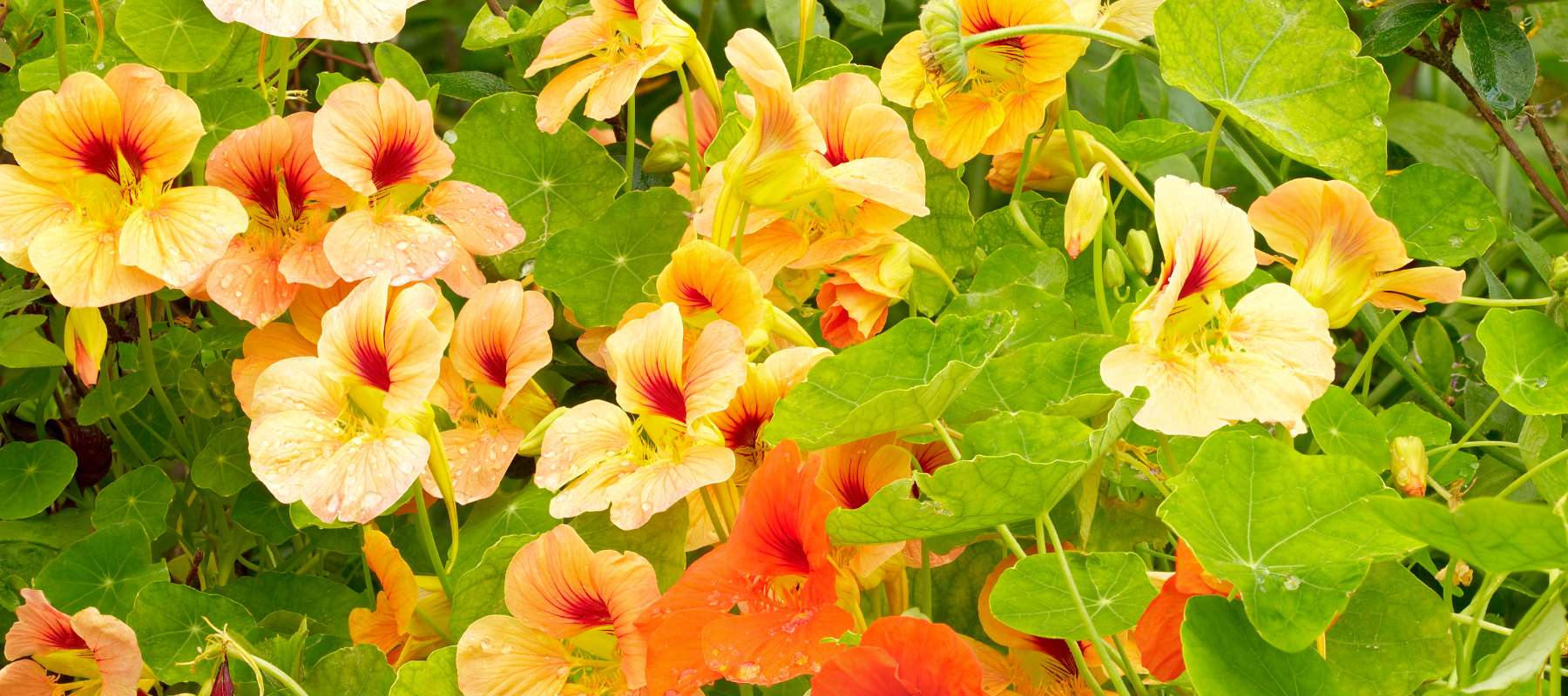 Flowers to Plant in April  SurvivalGardenSeeds