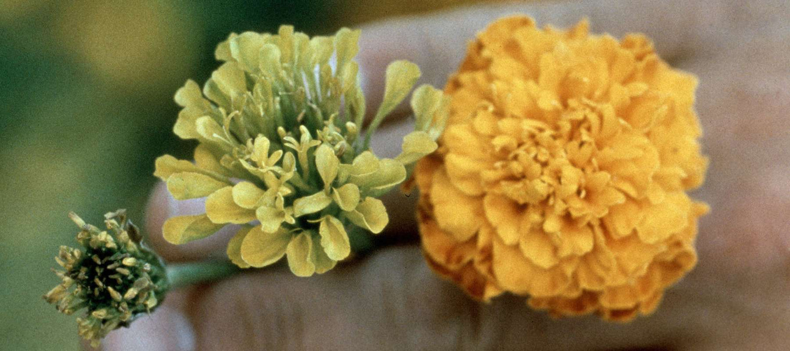 Aster Yellows - What It Is and How to Protect Your Garden