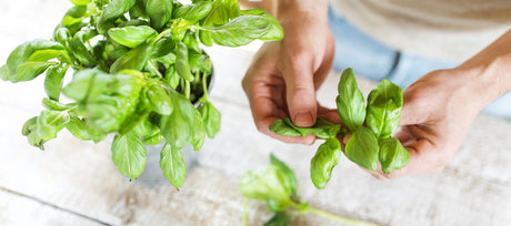 Basil, the Herb That Belongs in Every Kitchen