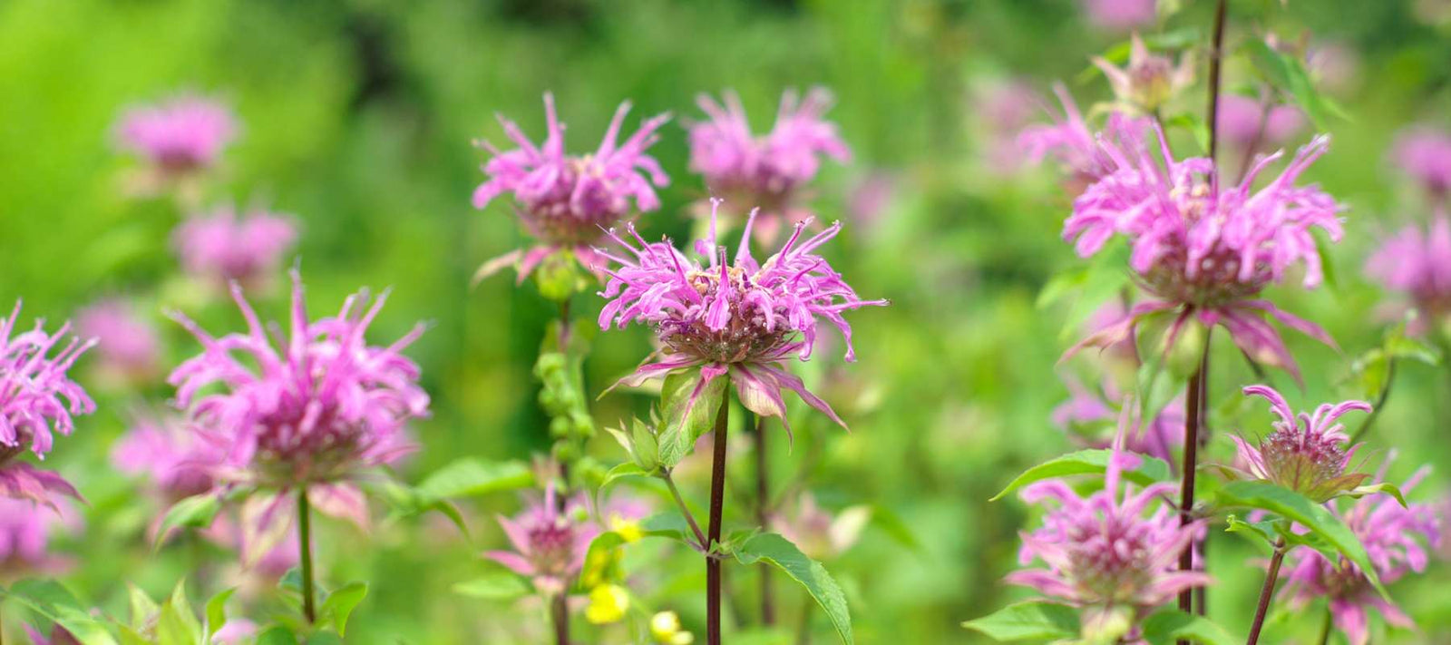 The Ultimate Guide to Bee Balm (Wild Bergamot)