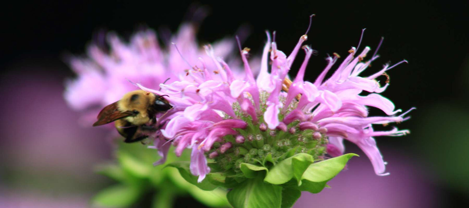 Bee Balm for Pollinators: Attract Bees & Butterflies