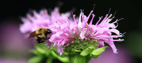 Bee Balm for Pollinators: Attract Bees & Butterflies