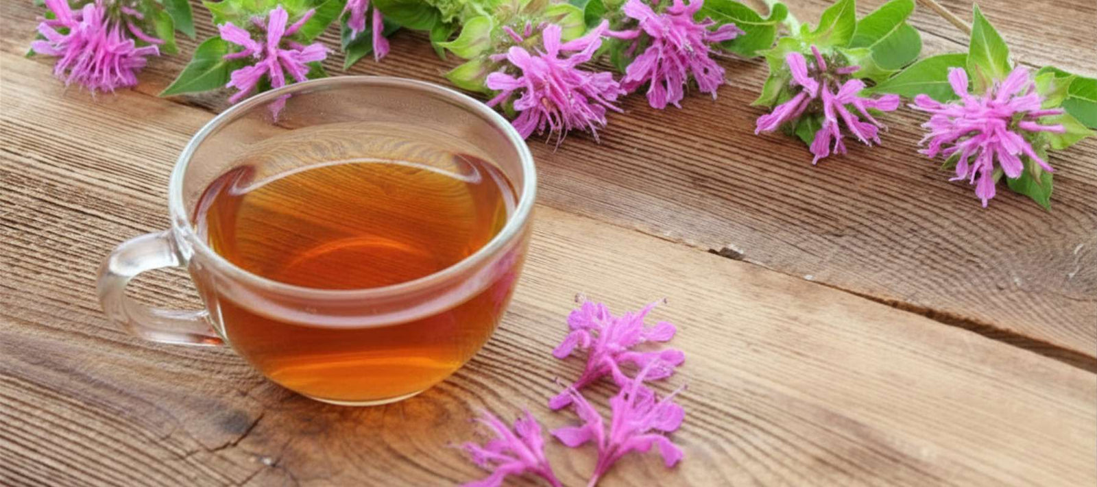 Bee Balm Benefits and Traditional Uses Explained