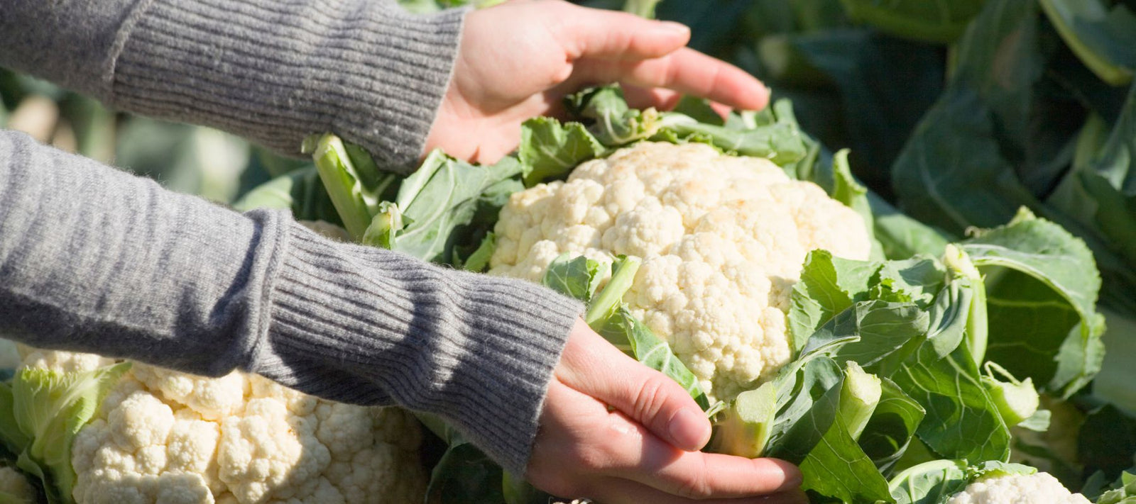 Explore the Benefits of Cauliflower